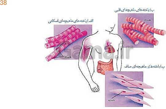 پاورپوینت تدریس زیست شناسی دهم؛ گستره حیات، یاخته و بافت- پیش نمایش