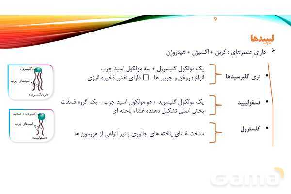پاورپوینت تدریس زیست شناسی دهم؛ گستره حیات، یاخته و بافت- پیش نمایش
