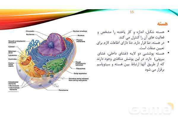 پاورپوینت تدریس زیست شناسی دهم؛ گستره حیات، یاخته و بافت- پیش نمایش