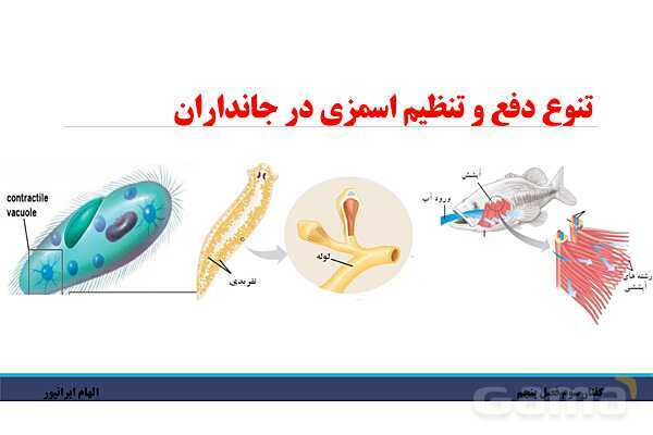 پاورپوینت تدریس گفتار 3 فصل پنجم زیست دهم: تنوع دفع و تنظیم اسمزی در جانداران- پیش نمایش