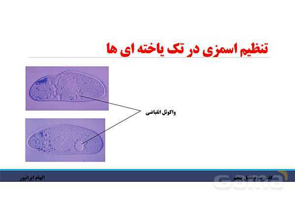 پاورپوینت تدریس گفتار 3 فصل پنجم زیست دهم: تنوع دفع و تنظیم اسمزی در جانداران- پیش نمایش