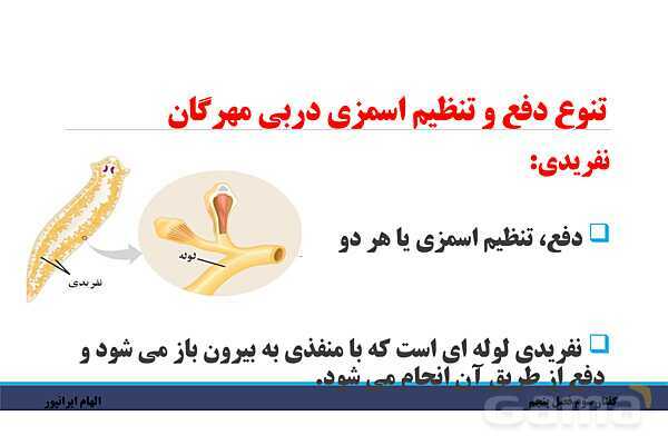 پاورپوینت تدریس گفتار 3 فصل پنجم زیست دهم: تنوع دفع و تنظیم اسمزی در جانداران- پیش نمایش