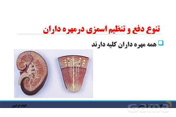 پاورپوینت تدریس گفتار 3 فصل پنجم زیست دهم: تنوع دفع و تنظیم اسمزی در جانداران- پیش نمایش