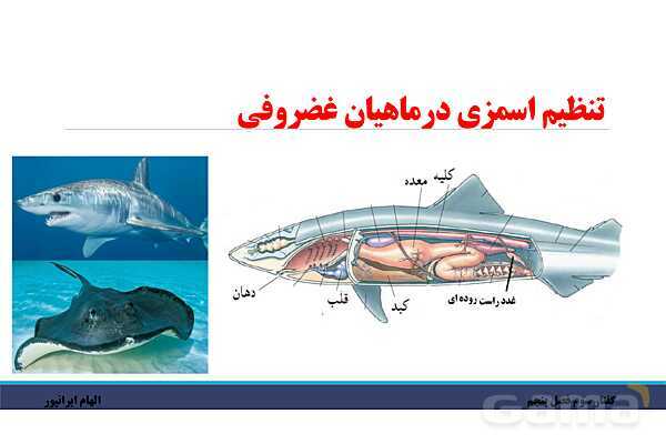 پاورپوینت تدریس گفتار 3 فصل پنجم زیست دهم: تنوع دفع و تنظیم اسمزی در جانداران- پیش نمایش