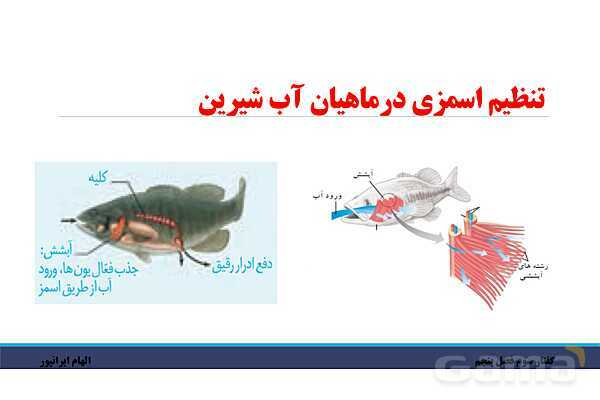 پاورپوینت تدریس گفتار 3 فصل پنجم زیست دهم: تنوع دفع و تنظیم اسمزی در جانداران- پیش نمایش