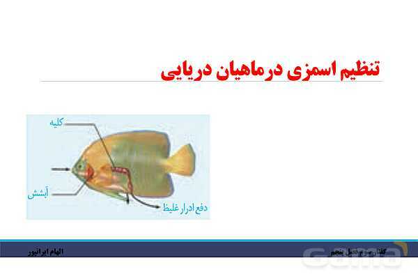 پاورپوینت تدریس گفتار 3 فصل پنجم زیست دهم: تنوع دفع و تنظیم اسمزی در جانداران- پیش نمایش