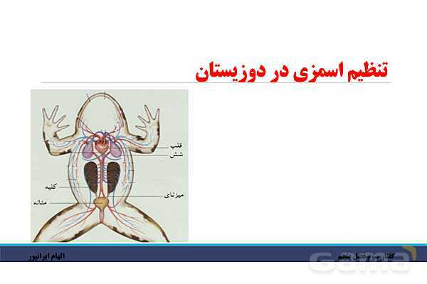 پاورپوینت تدریس گفتار 3 فصل پنجم زیست دهم: تنوع دفع و تنظیم اسمزی در جانداران- پیش نمایش