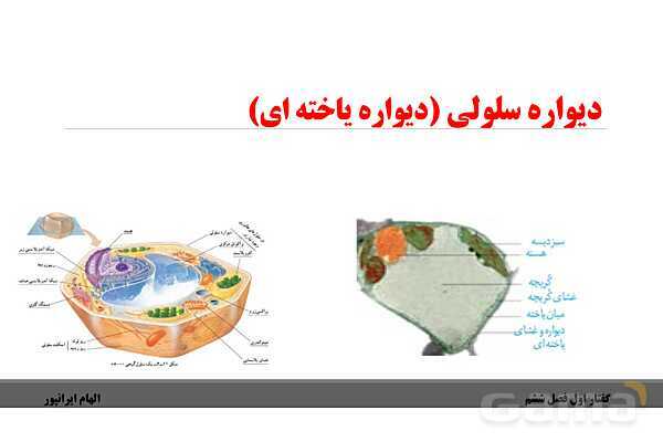 پاورپوینت تدریس گفتار 1 فصل ششم زیست دهم: ویژگیهای یاخته گیاهی- پیش نمایش