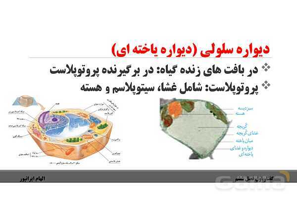 پاورپوینت تدریس گفتار 1 فصل ششم زیست دهم: ویژگیهای یاخته گیاهی- پیش نمایش