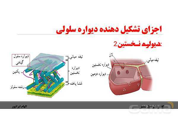 پاورپوینت تدریس گفتار 1 فصل ششم زیست دهم: ویژگیهای یاخته گیاهی- پیش نمایش
