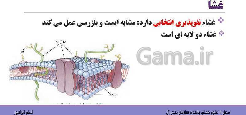 پاورپوینت تدریس فصل 11 علوم هفتم: یاخته و سازمان بندی آن- پیش نمایش