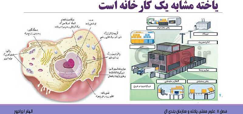 پاورپوینت تدریس فصل 11 علوم هفتم: یاخته و سازمان بندی آن- پیش نمایش