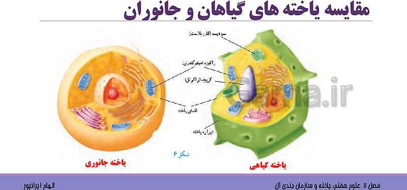 پاورپوینت تدریس فصل 11 علوم هفتم: یاخته و سازمان بندی آن- پیش نمایش