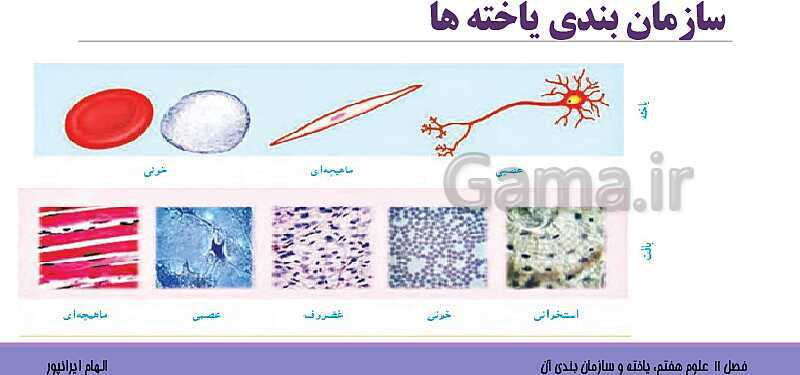 پاورپوینت تدریس فصل 11 علوم هفتم: یاخته و سازمان بندی آن- پیش نمایش