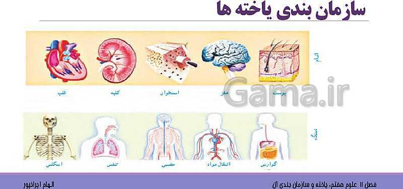 پاورپوینت تدریس فصل 11 علوم هفتم: یاخته و سازمان بندی آن- پیش نمایش