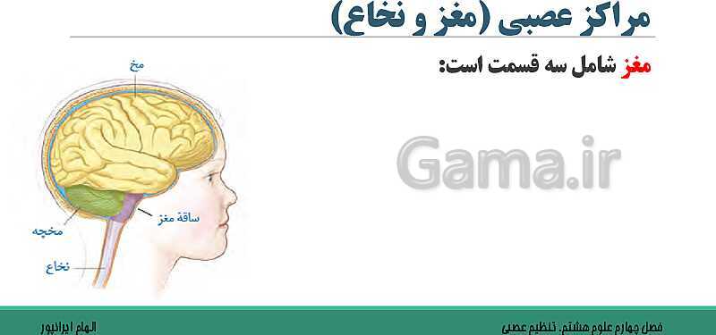  پاورپوینت تدریس فصل 4 علوم هشتم: تنظیم عصبی- پیش نمایش