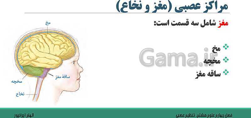  پاورپوینت تدریس فصل 4 علوم هشتم: تنظیم عصبی- پیش نمایش