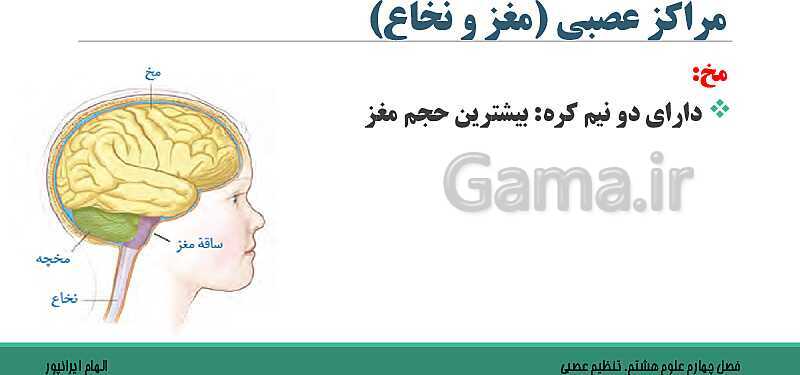  پاورپوینت تدریس فصل 4 علوم هشتم: تنظیم عصبی- پیش نمایش