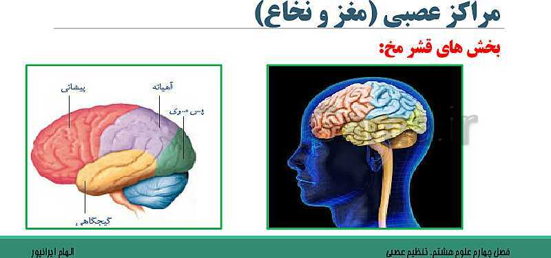  پاورپوینت تدریس فصل 4 علوم هشتم: تنظیم عصبی- پیش نمایش