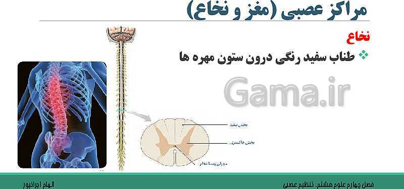  پاورپوینت تدریس فصل 4 علوم هشتم: تنظیم عصبی- پیش نمایش