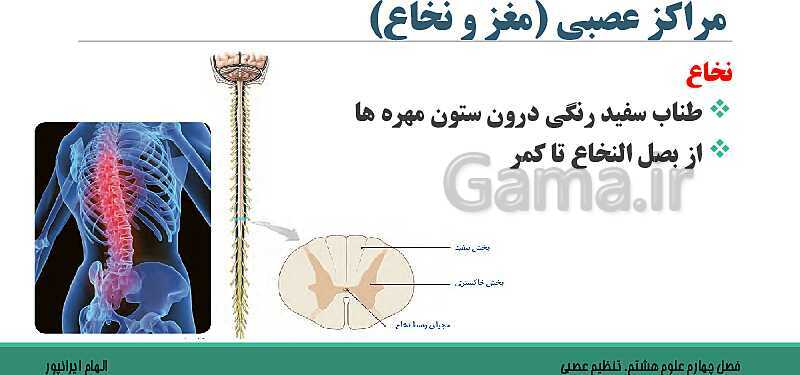  پاورپوینت تدریس فصل 4 علوم هشتم: تنظیم عصبی- پیش نمایش