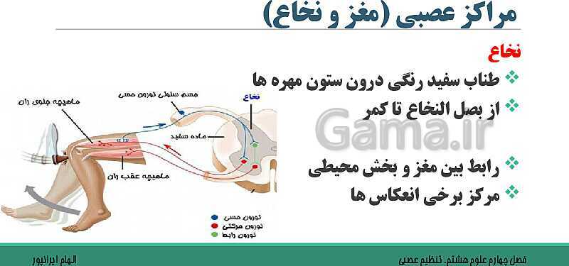  پاورپوینت تدریس فصل 4 علوم هشتم: تنظیم عصبی- پیش نمایش