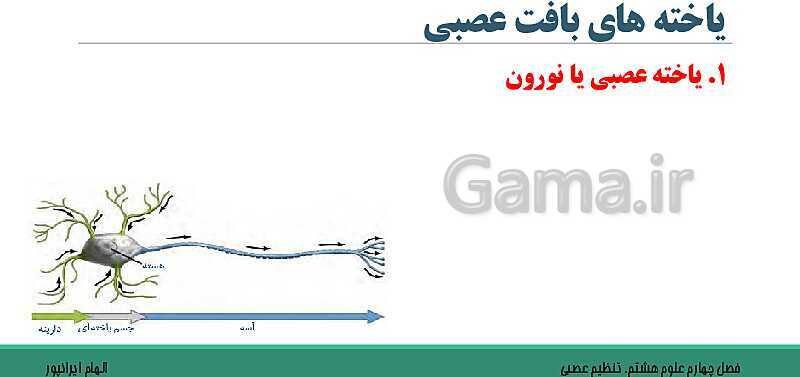  پاورپوینت تدریس فصل 4 علوم هشتم: تنظیم عصبی- پیش نمایش