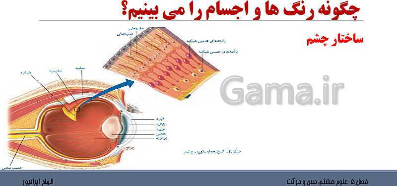 پاورپوینت تدریس فصل 5 علوم هشتم: حس و حرکت- پیش نمایش