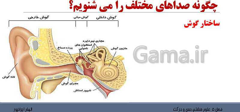 پاورپوینت تدریس فصل 5 علوم هشتم: حس و حرکت- پیش نمایش