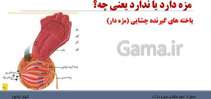 پاورپوینت تدریس فصل 5 علوم هشتم: حس و حرکت- پیش نمایش