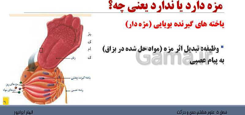 پاورپوینت تدریس فصل 5 علوم هشتم: حس و حرکت- پیش نمایش