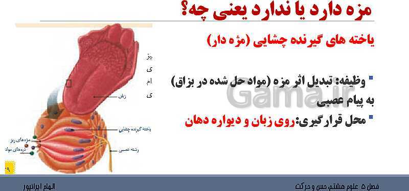 پاورپوینت تدریس فصل 5 علوم هشتم: حس و حرکت- پیش نمایش