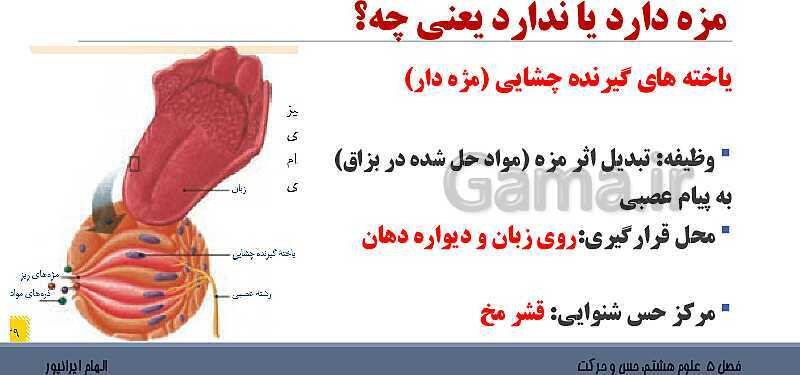 پاورپوینت تدریس فصل 5 علوم هشتم: حس و حرکت- پیش نمایش