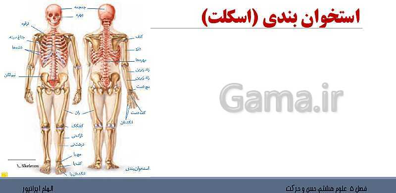 پاورپوینت تدریس فصل 5 علوم هشتم: حس و حرکت- پیش نمایش