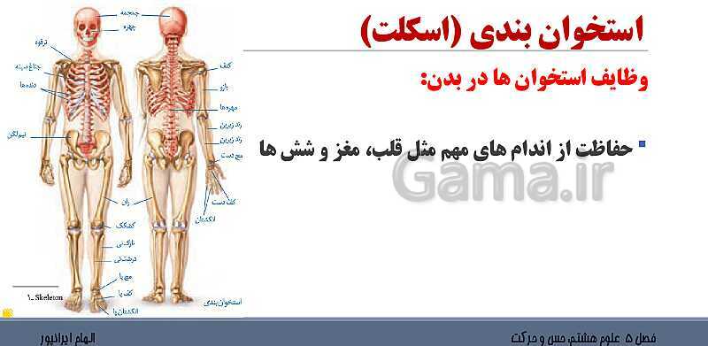 پاورپوینت تدریس فصل 5 علوم هشتم: حس و حرکت- پیش نمایش