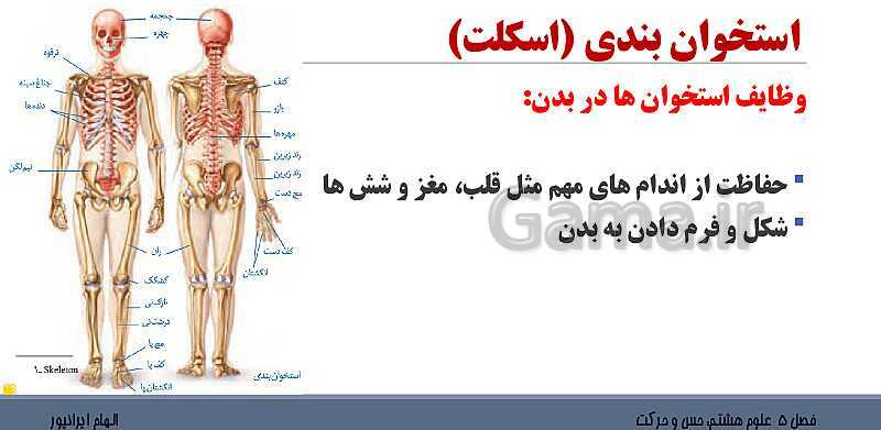 پاورپوینت تدریس فصل 5 علوم هشتم: حس و حرکت- پیش نمایش