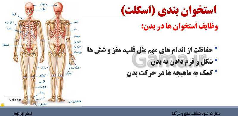 پاورپوینت تدریس فصل 5 علوم هشتم: حس و حرکت- پیش نمایش