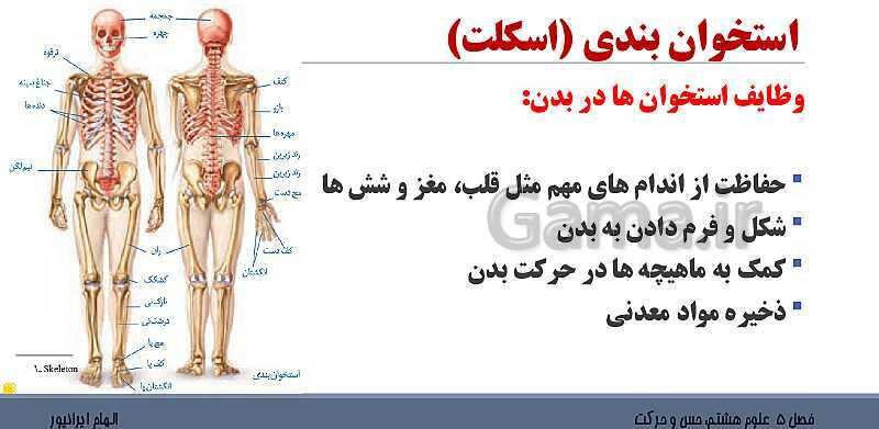 پاورپوینت تدریس فصل 5 علوم هشتم: حس و حرکت- پیش نمایش