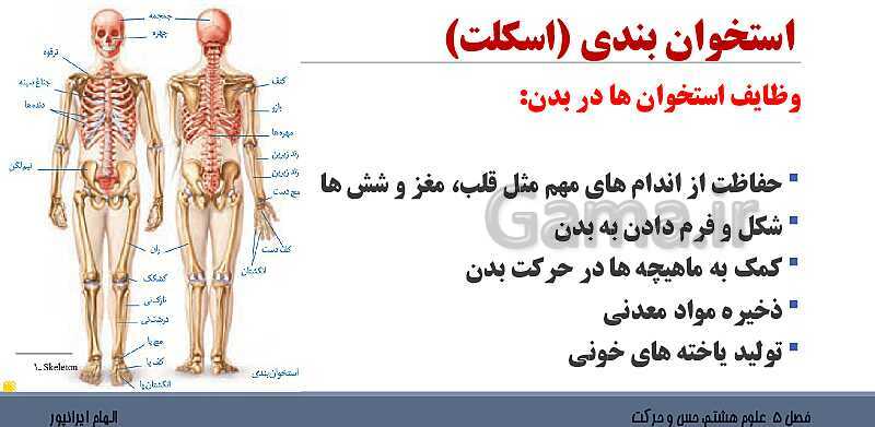 پاورپوینت تدریس فصل 5 علوم هشتم: حس و حرکت- پیش نمایش