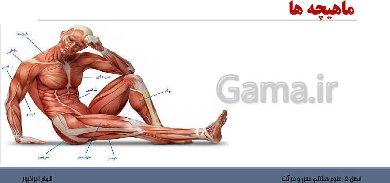 پاورپوینت تدریس فصل 5 علوم هشتم: حس و حرکت- پیش نمایش