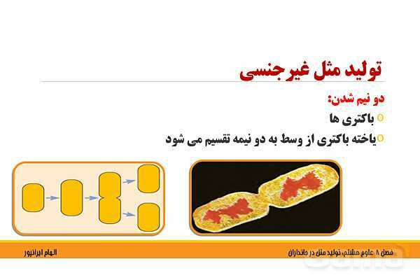 پاورپوینت تدریس فصل 8 علوم هشتم: تولید مثل در جانداران- پیش نمایش