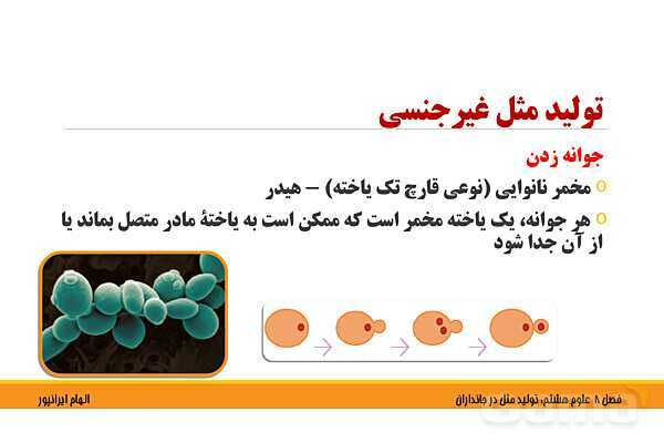 پاورپوینت تدریس فصل 8 علوم هشتم: تولید مثل در جانداران- پیش نمایش