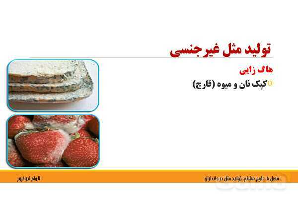 پاورپوینت تدریس فصل 8 علوم هشتم: تولید مثل در جانداران- پیش نمایش