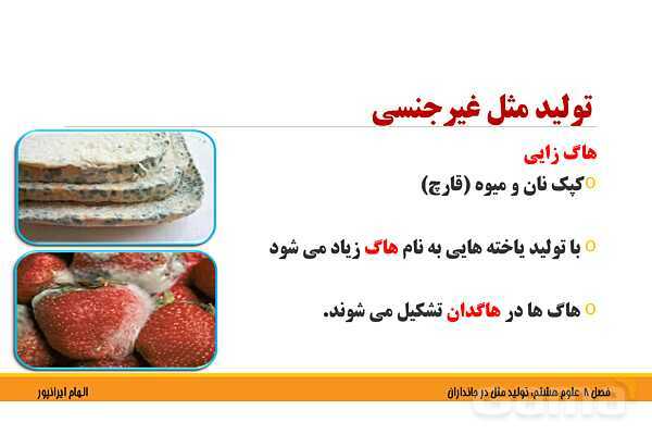 پاورپوینت تدریس فصل 8 علوم هشتم: تولید مثل در جانداران- پیش نمایش