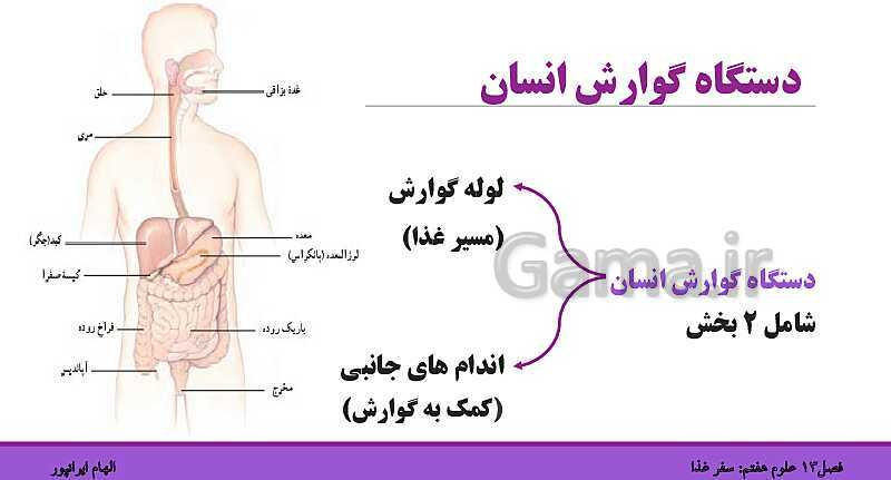 پاورپوینت تدریس فصل 13 علوم هفتم: سفر غذا- پیش نمایش