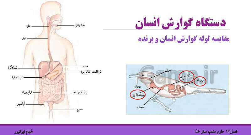 پاورپوینت تدریس فصل 13 علوم هفتم: سفر غذا- پیش نمایش