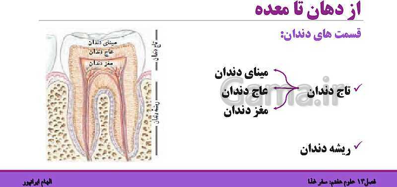 پاورپوینت تدریس فصل 13 علوم هفتم: سفر غذا- پیش نمایش