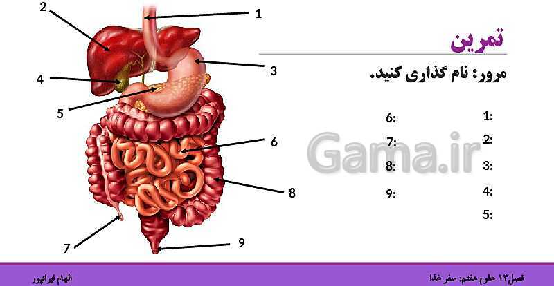 پاورپوینت تدریس فصل 13 علوم هفتم: سفر غذا- پیش نمایش