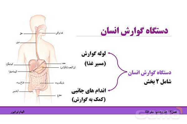 پاورپوینت تدریس فصل 13 علوم هفتم: سفر غذا- پیش نمایش