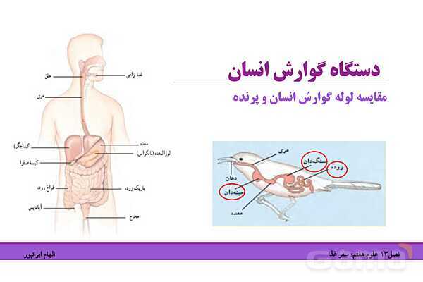 پاورپوینت تدریس فصل 13 علوم هفتم: سفر غذا- پیش نمایش